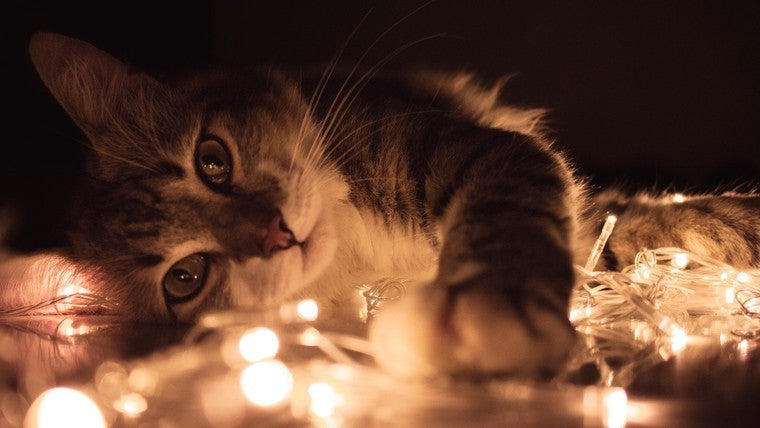 Fairy Lights Ideas That Create a Magical Environment