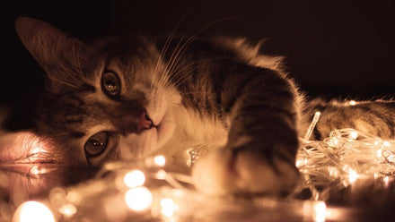 Fairy Lights Ideas That Create a Magical Environment