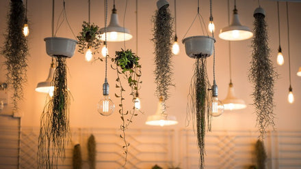 lights and hanging plants