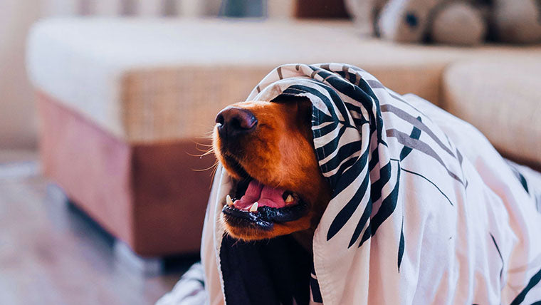dog in blanket surrounded by home decor