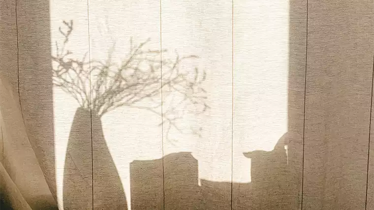 shadow of plants in natural light