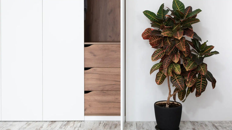 closet wardrobe with potted plant