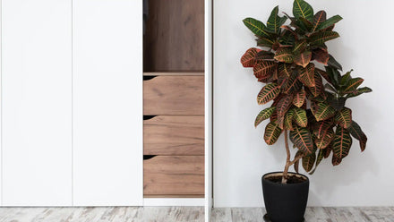 closet wardrobe with potted plant