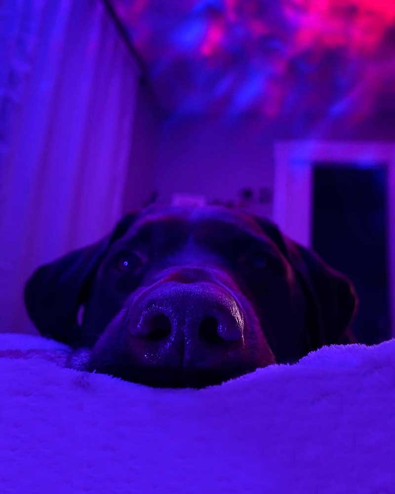 chocolate lab with multicolor galaxy light