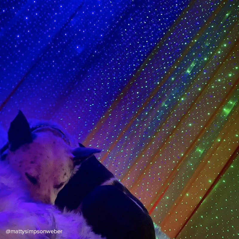 dog sleeping under blue and green starport usb star projectors by mattysimpsonweber